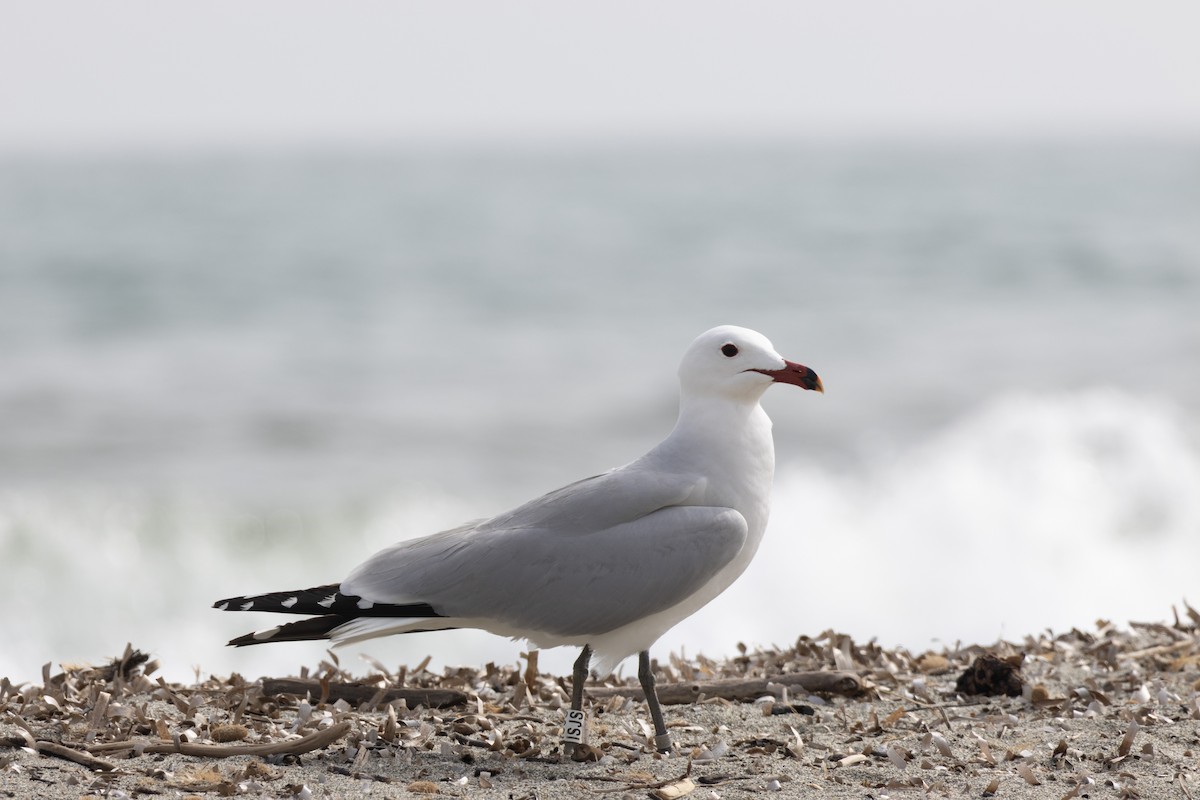 Audouin's Gull - ML617525841