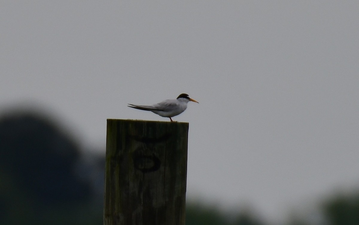 Least Tern - ML617525918