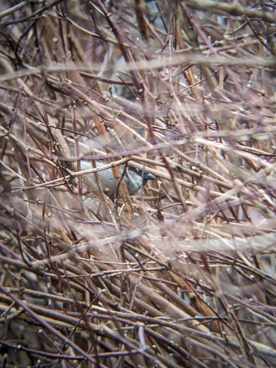 House Sparrow - ML617525921