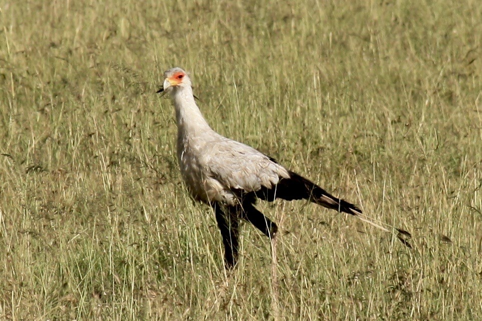 Secretarybird - ML617525957