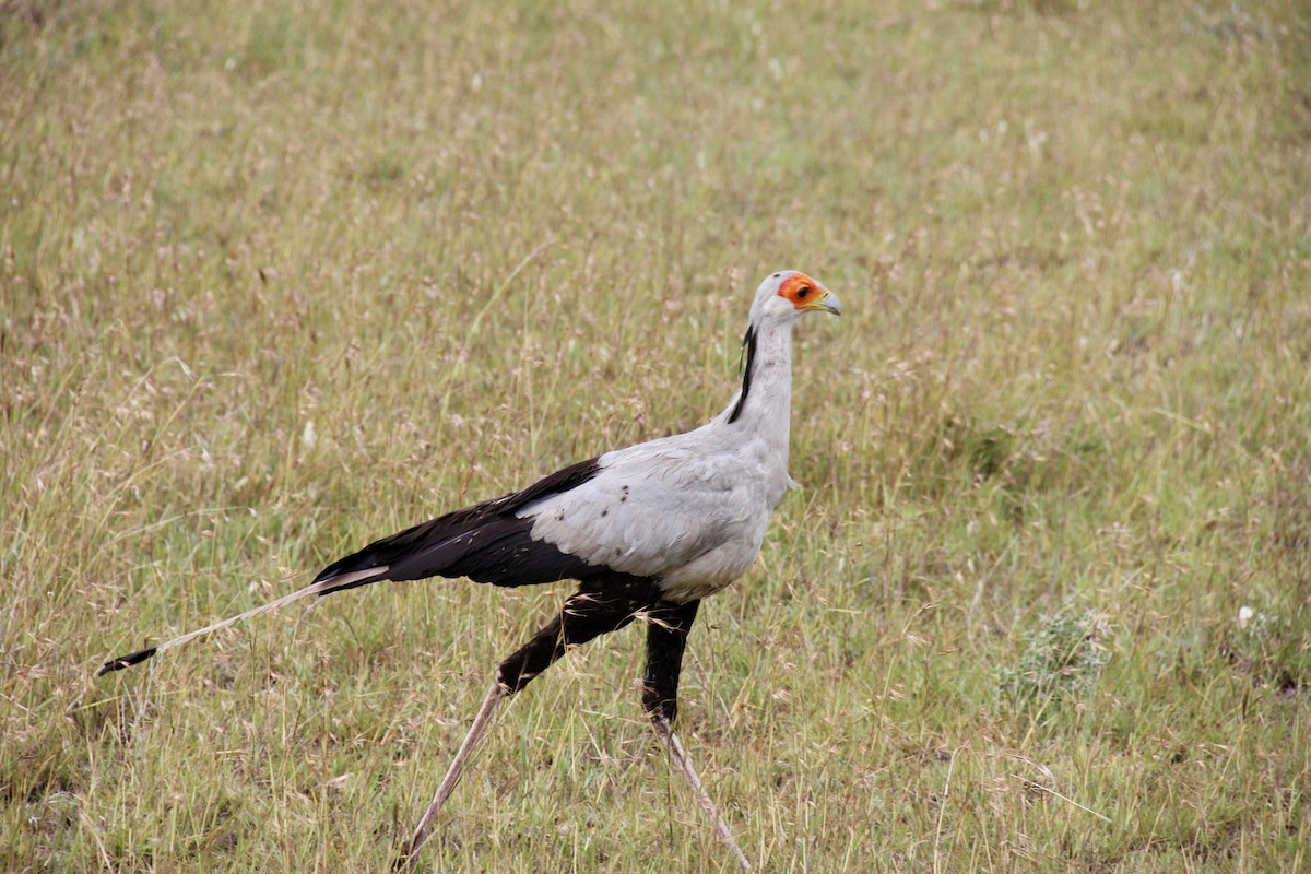 Secretarybird - ML617525958