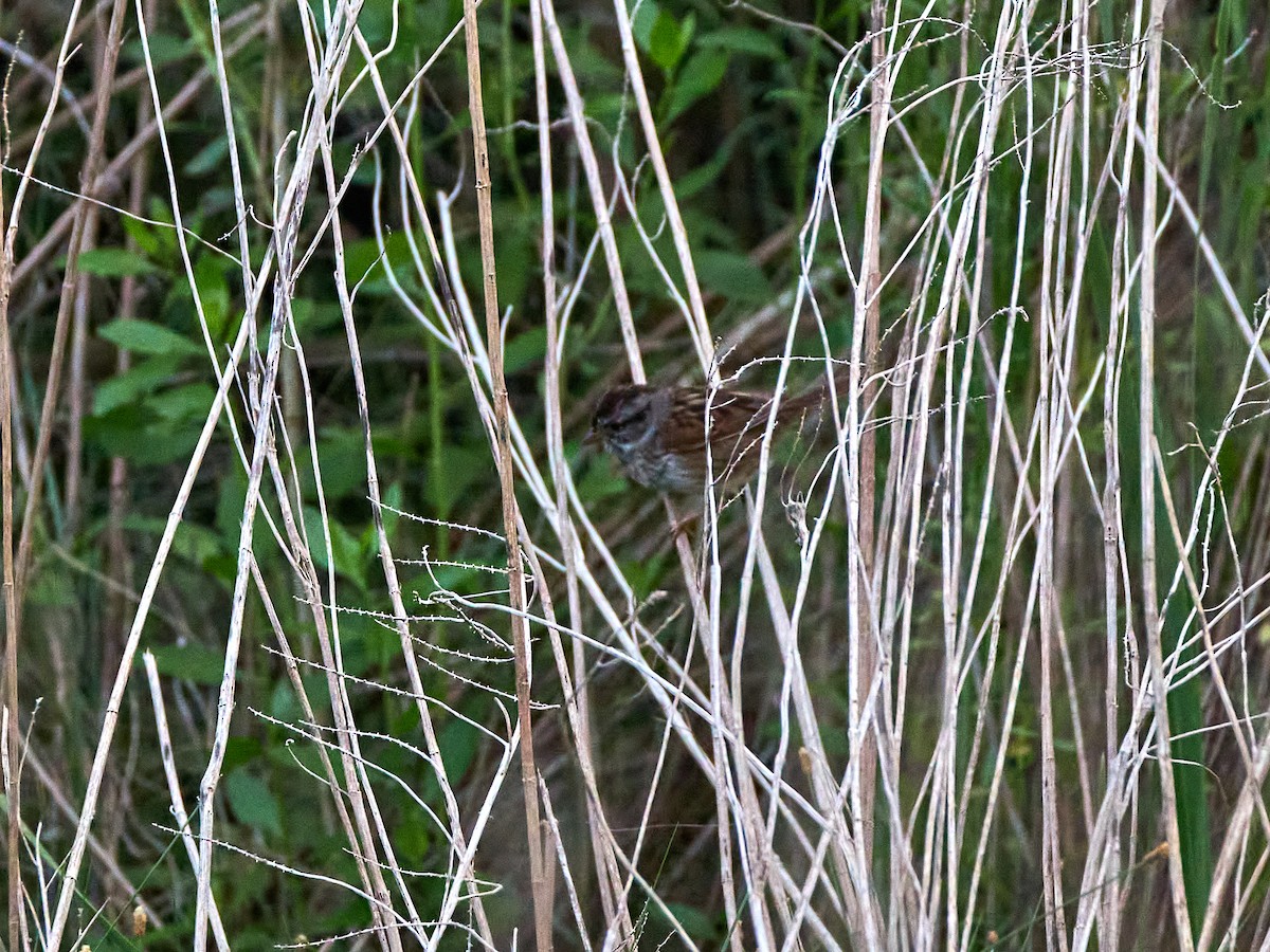 Swamp Sparrow - ML617526084