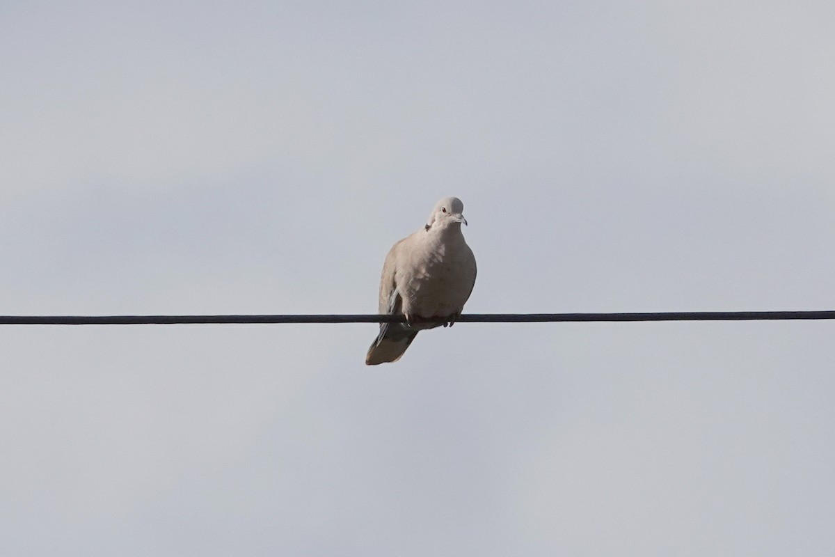 Eurasian Collared-Dove - ML617526089