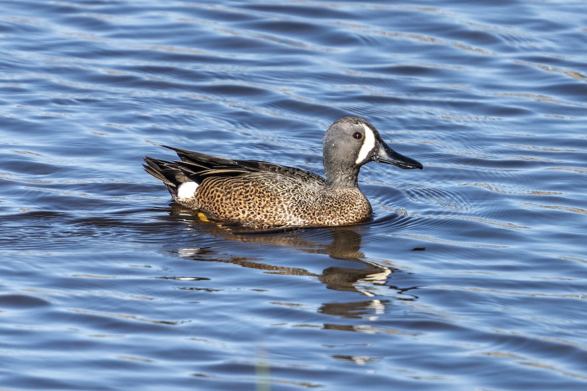 Blue-winged Teal - ML617526096