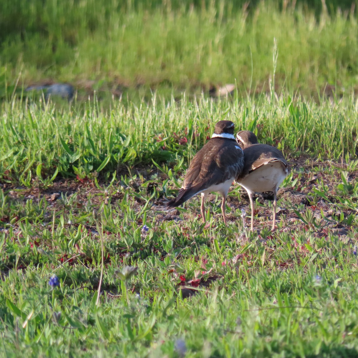 Killdeer - ML617526126