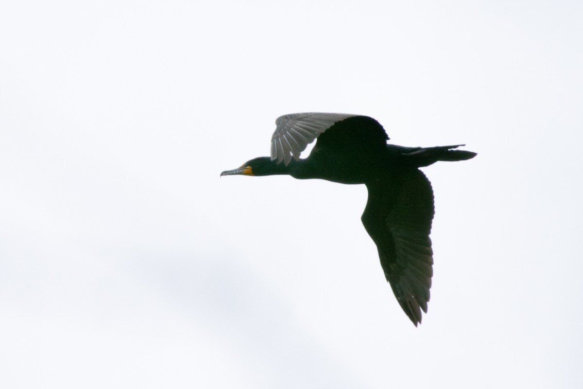 Double-crested Cormorant - ML617526128