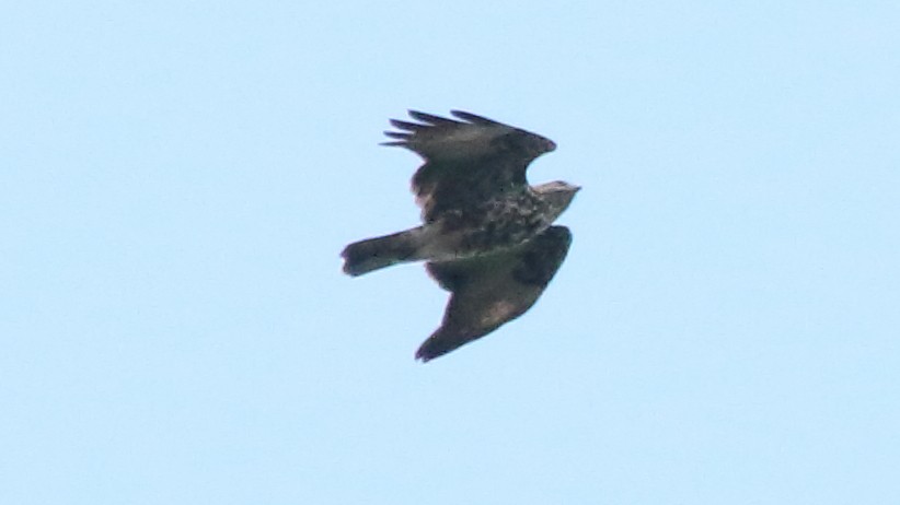 Mountain Buzzard - ML617526145