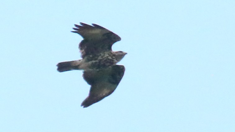 Mountain Buzzard - ML617526146