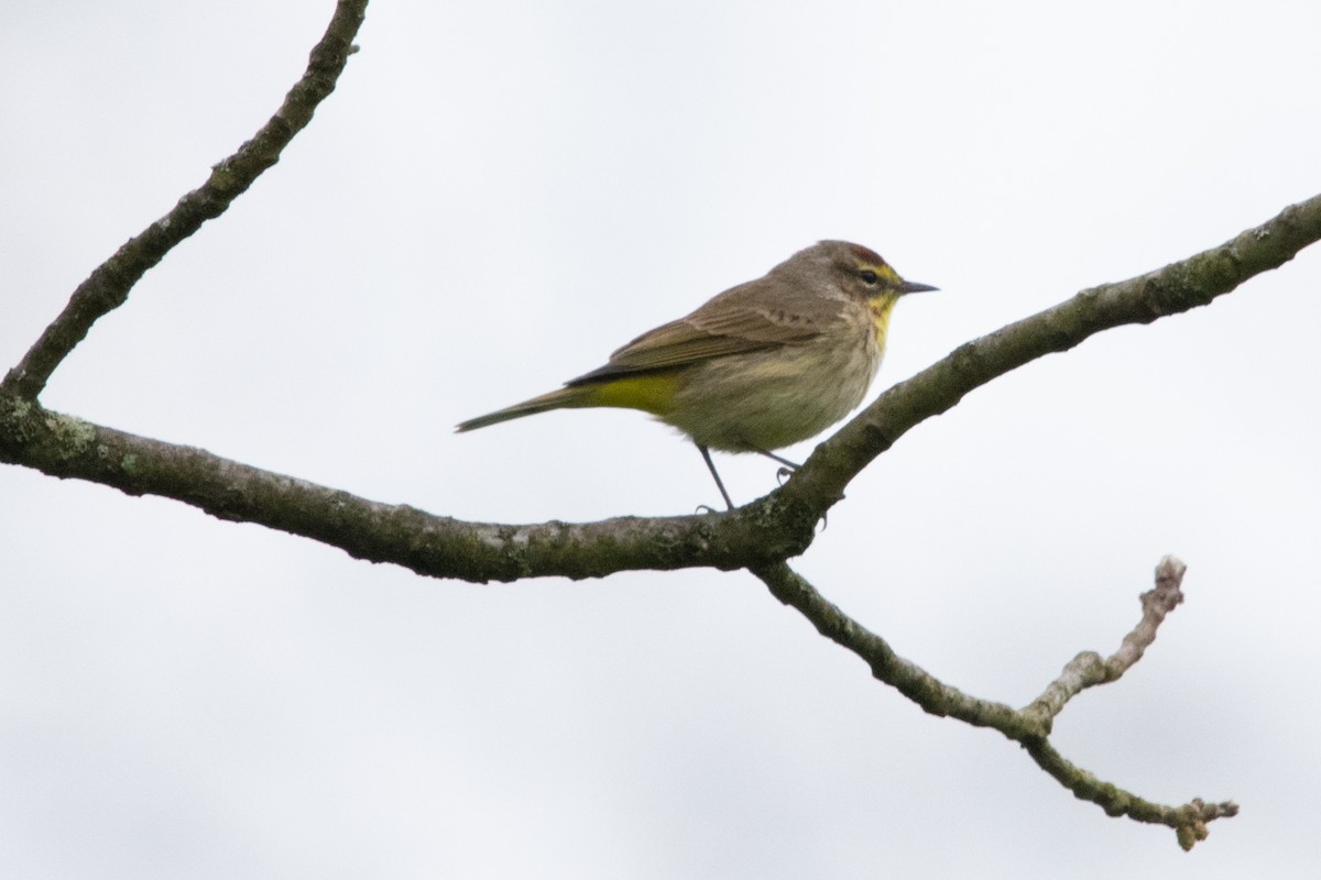 Palm Warbler - ML617526153