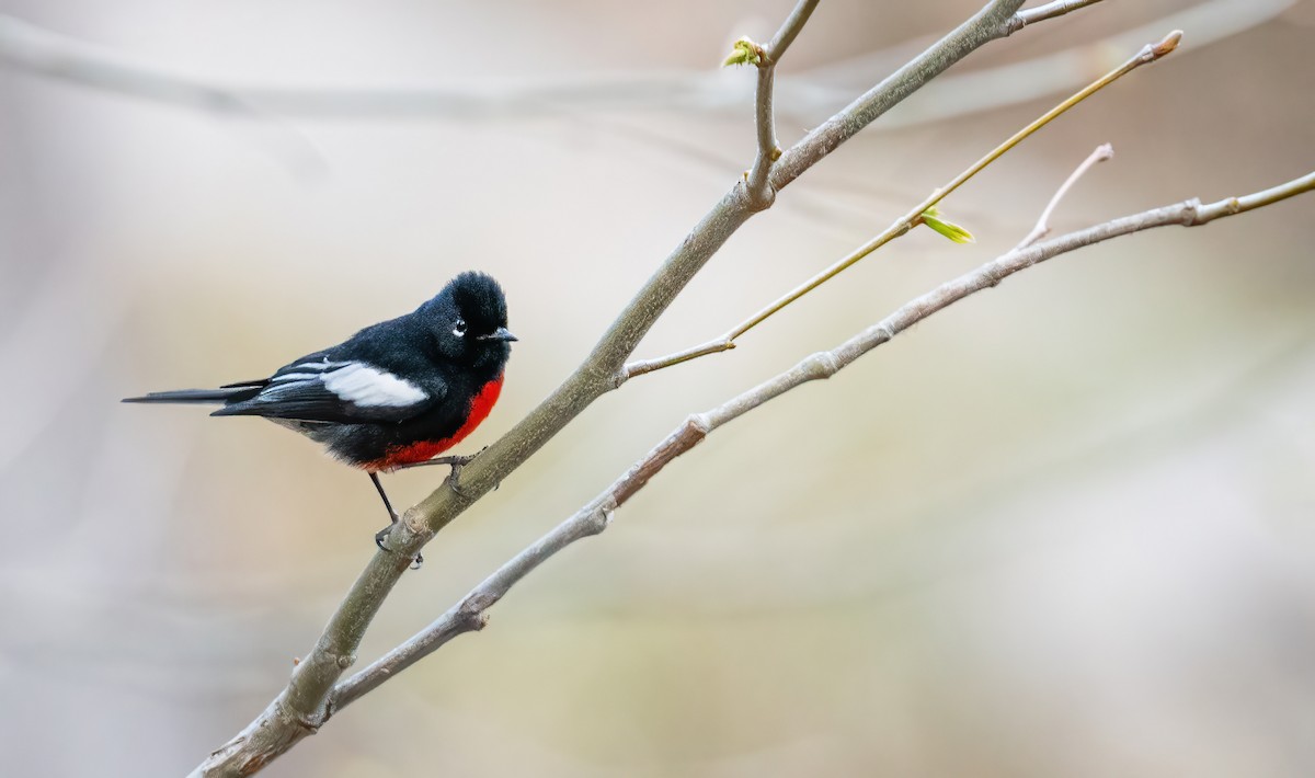 Painted Redstart - Leah Turner