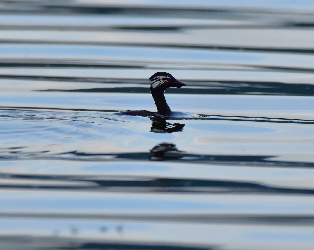 White-tufted Grebe - ML617526220