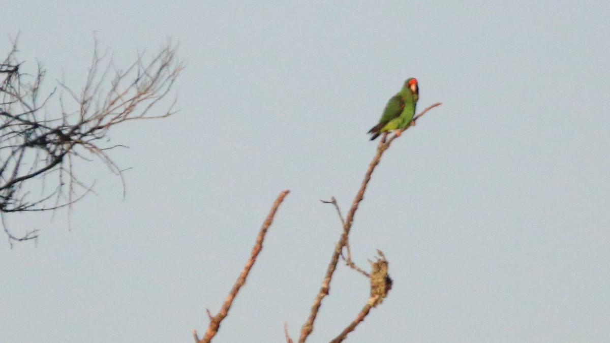 Red-fronted Parrot - Rick Folkening