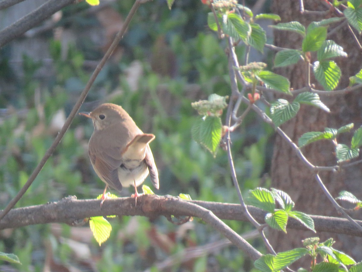 Hermit Thrush - ML617526269