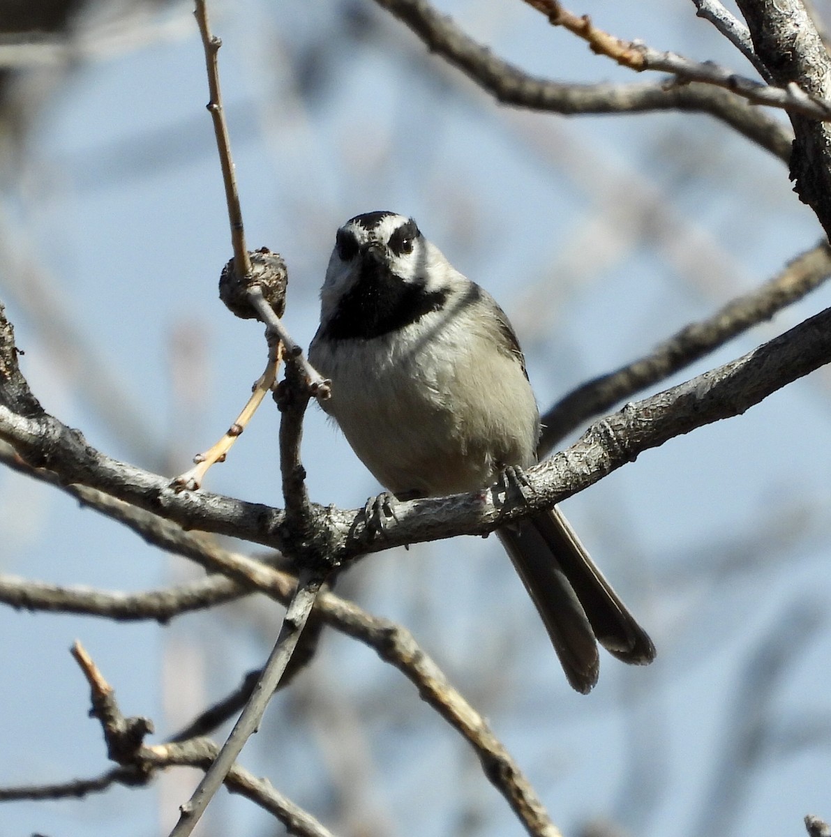 Mountain Chickadee - ML617526312