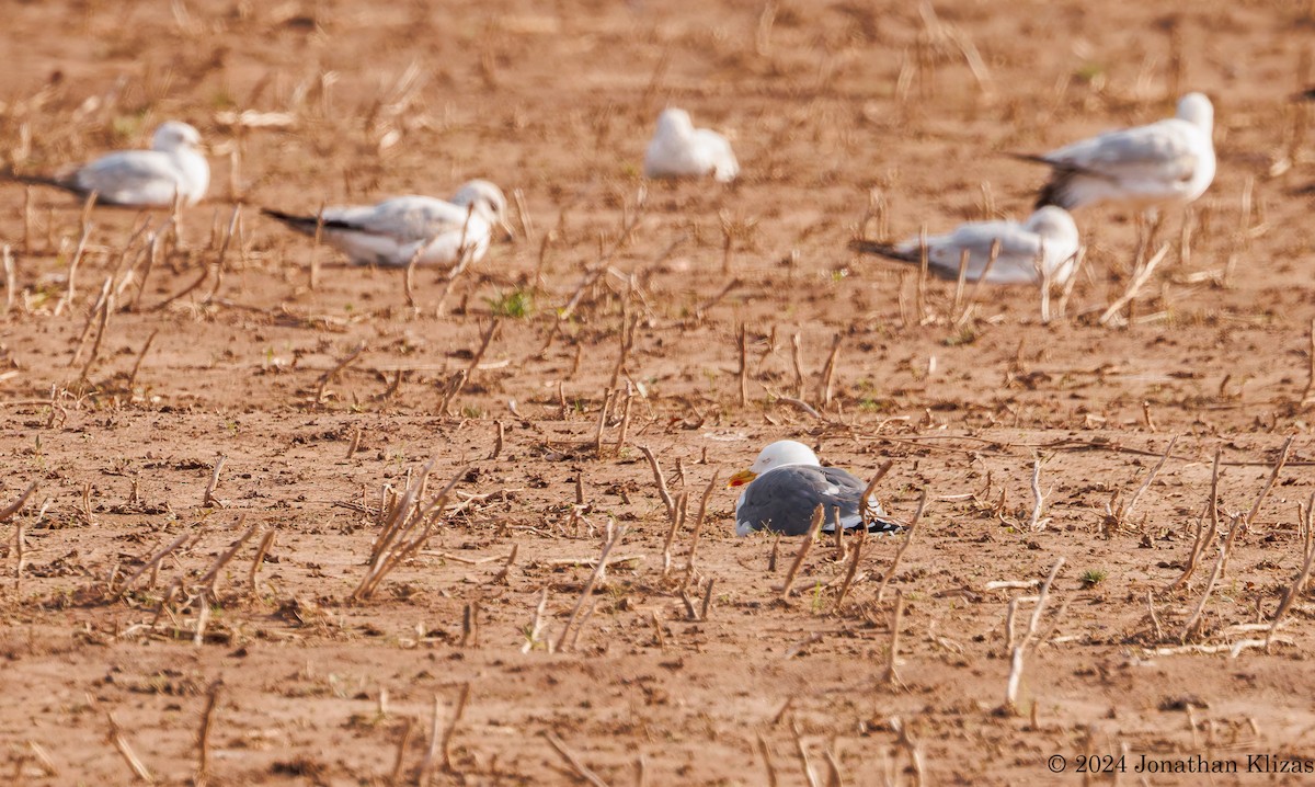 Lesser Black-backed Gull - ML617526327