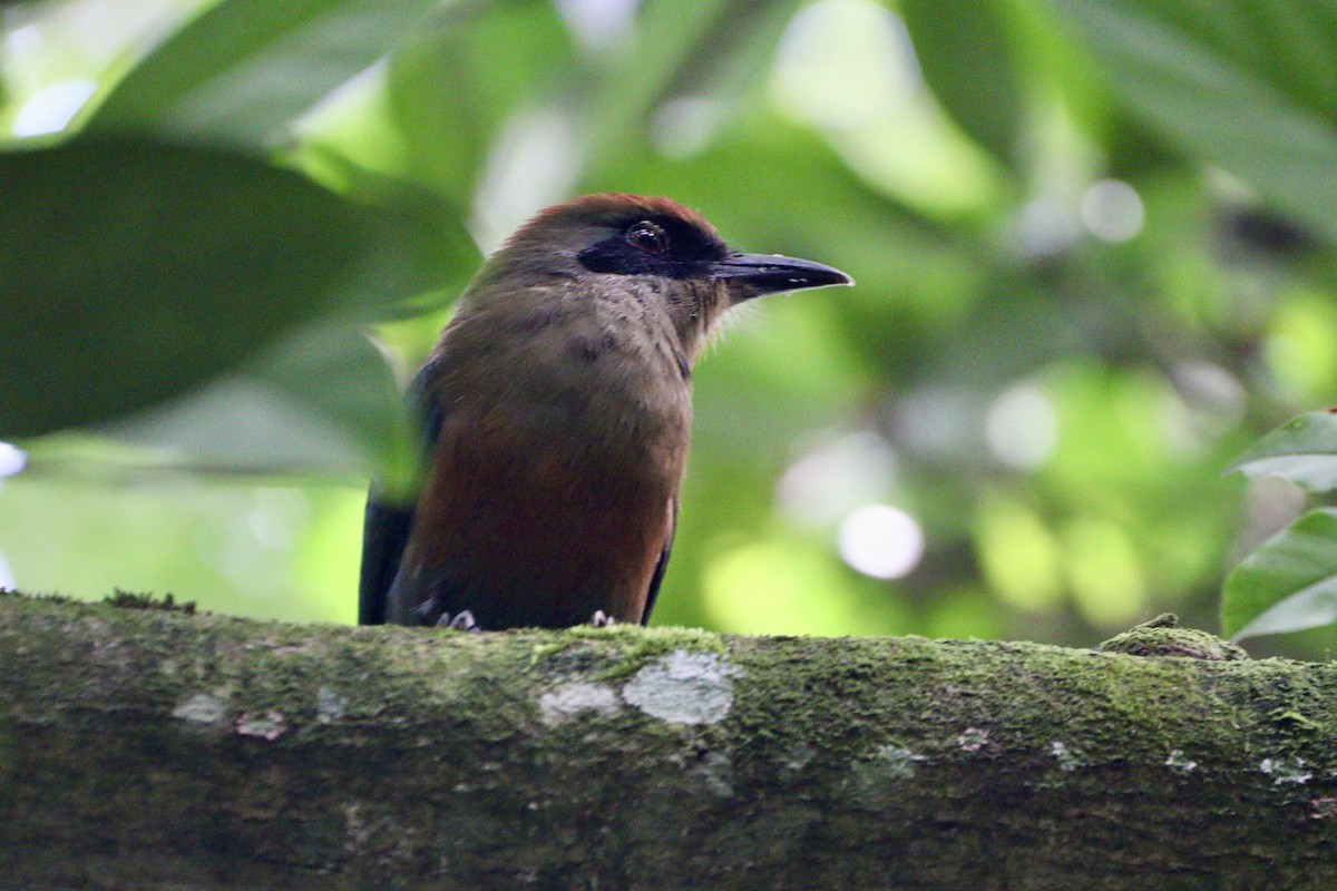 Rufous-capped Motmot - ML617526335