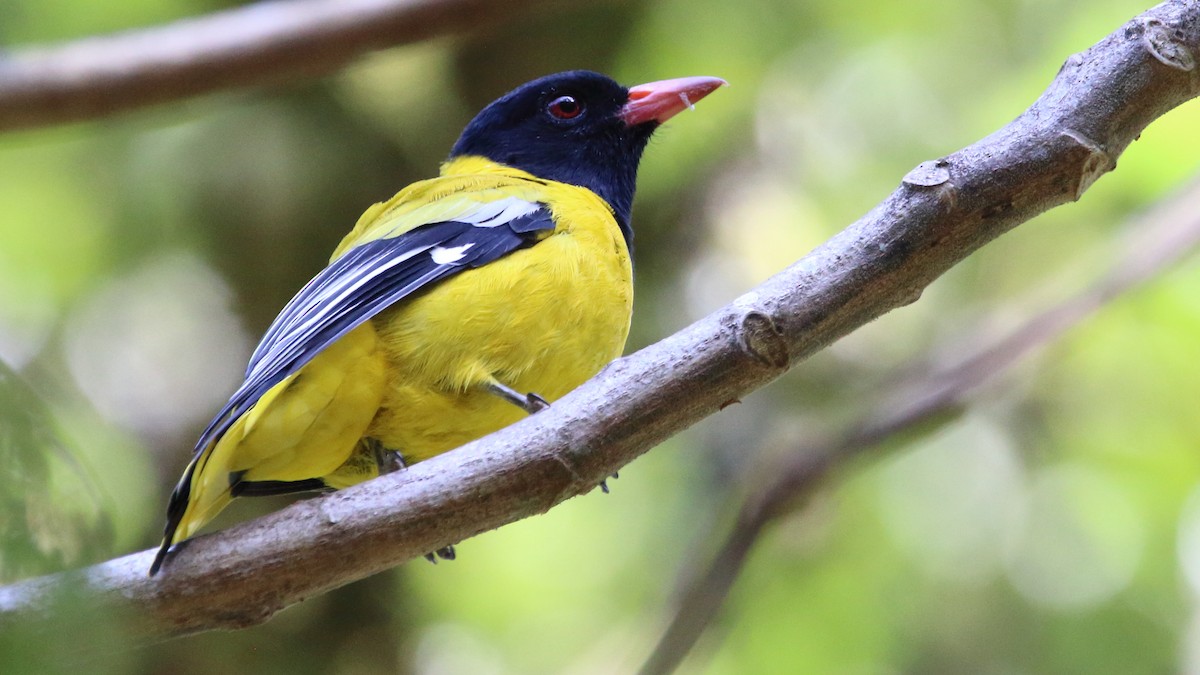 Black-tailed Oriole - ML617526352