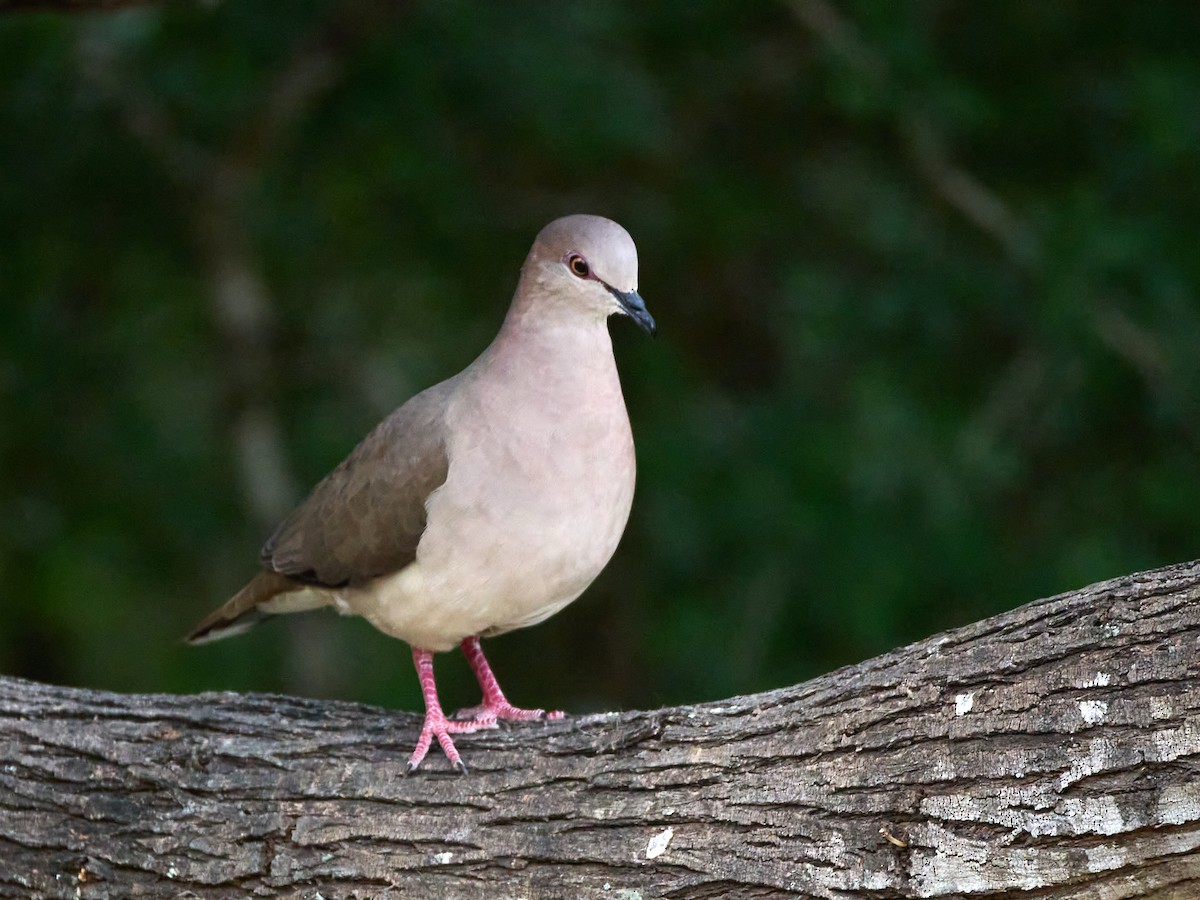 White-tipped Dove - ML617526387