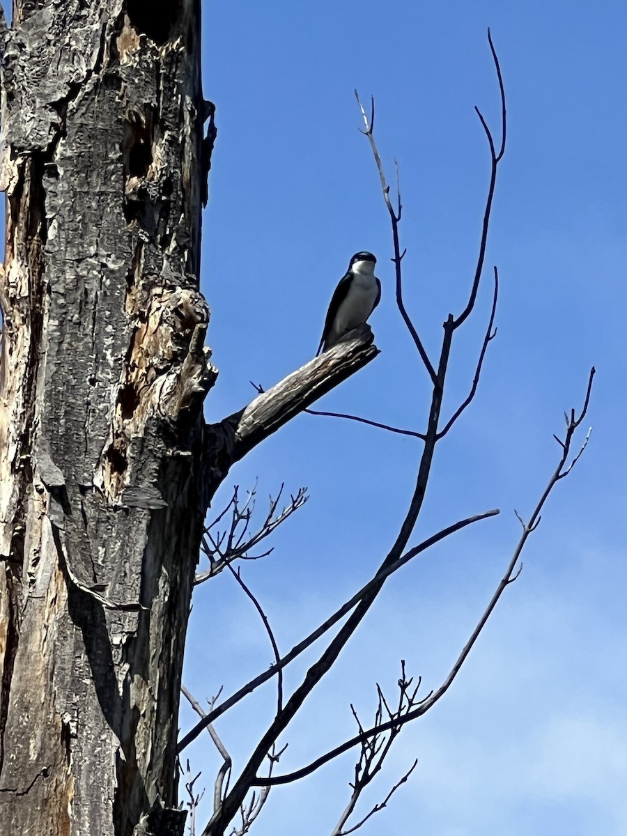 Tree Swallow - ML617526393