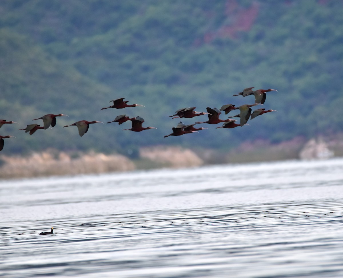 Bare-faced Ibis - ML617526459