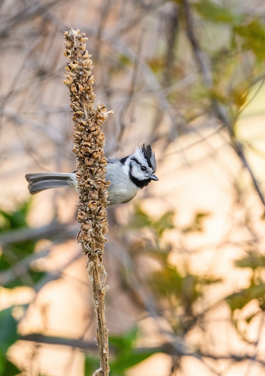 Bridled Titmouse - ML617526467