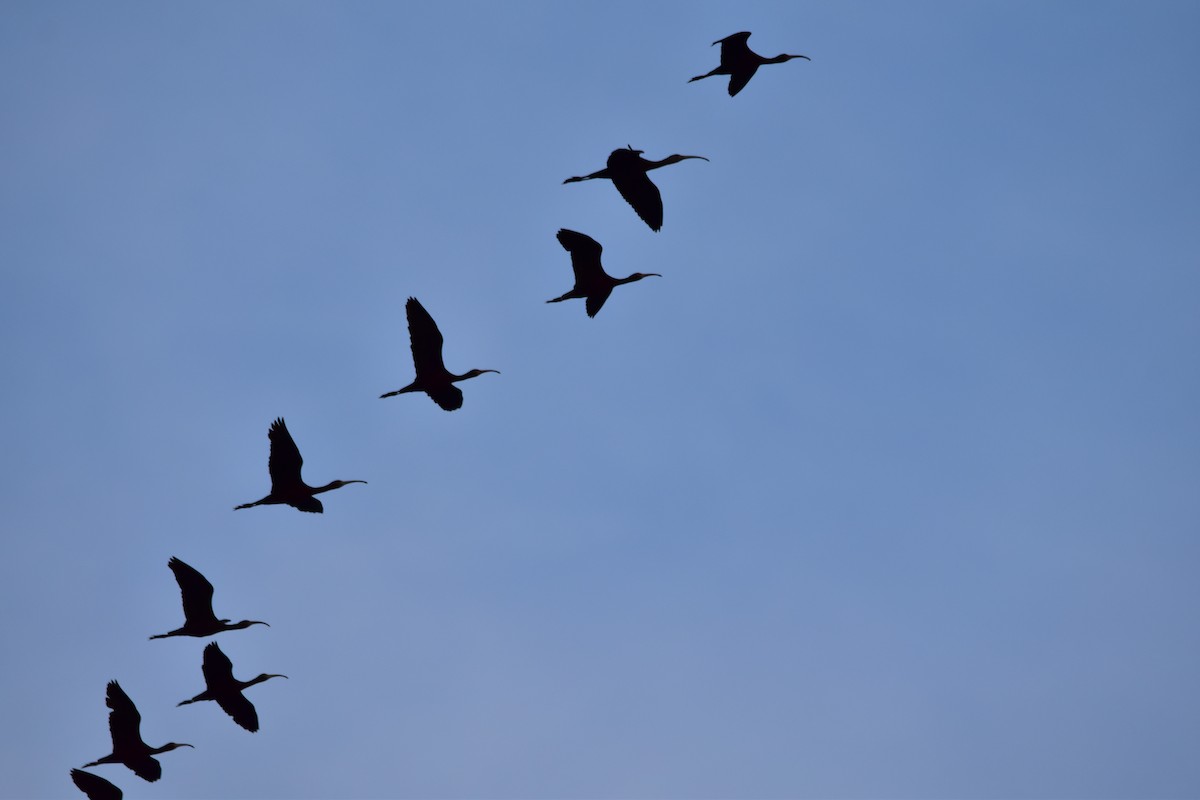 ibis americký - ML617526471
