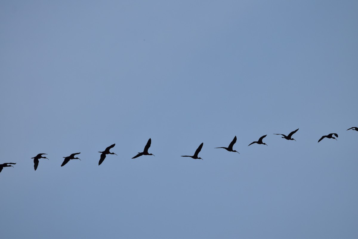 White-faced Ibis - ML617526472