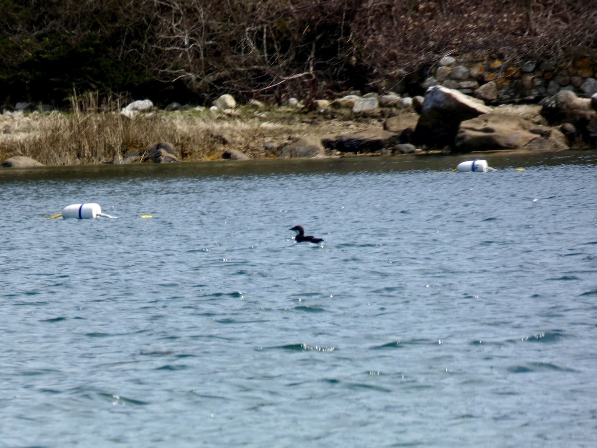 Thick-billed Murre - ML617526503