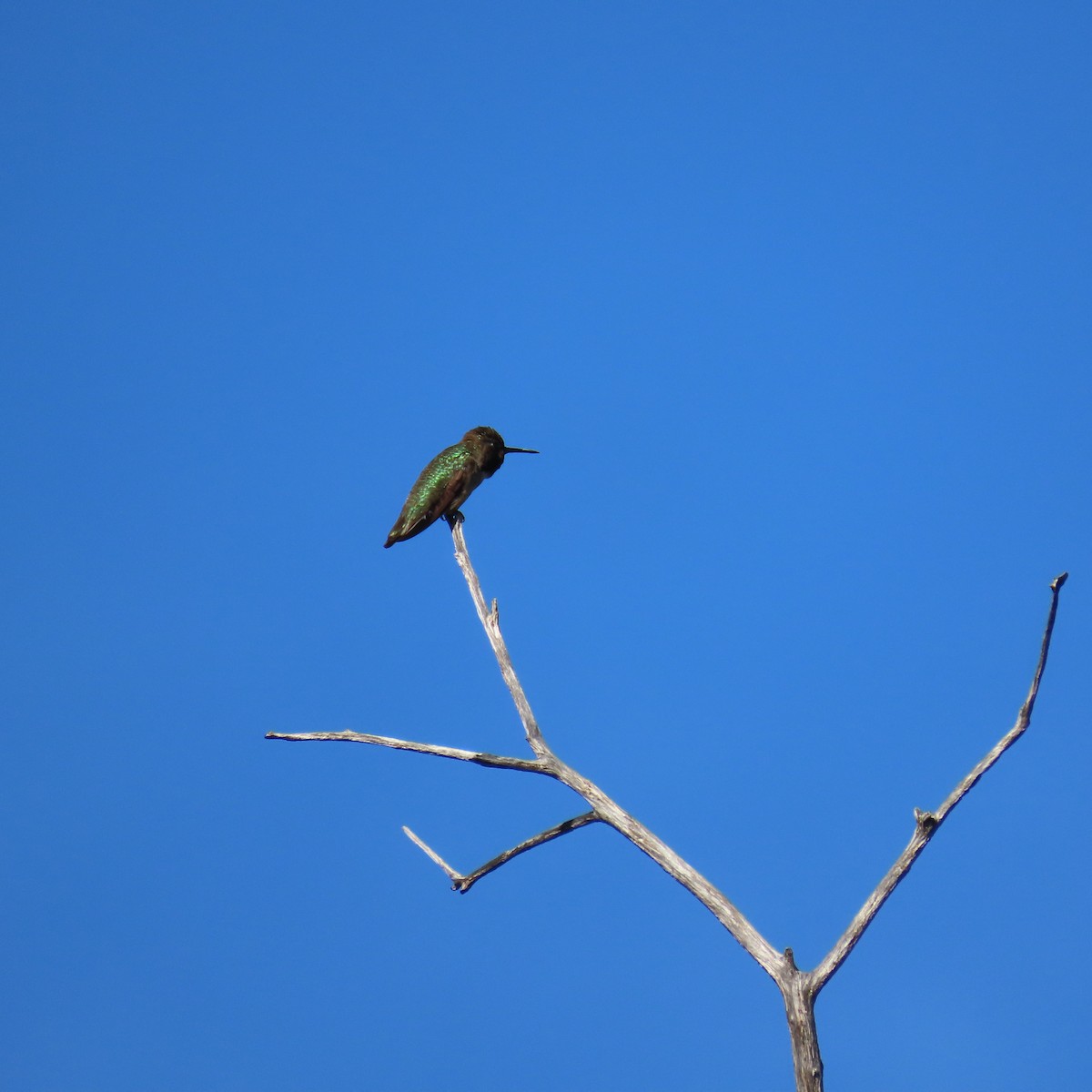 Anna's Hummingbird - ML617526506