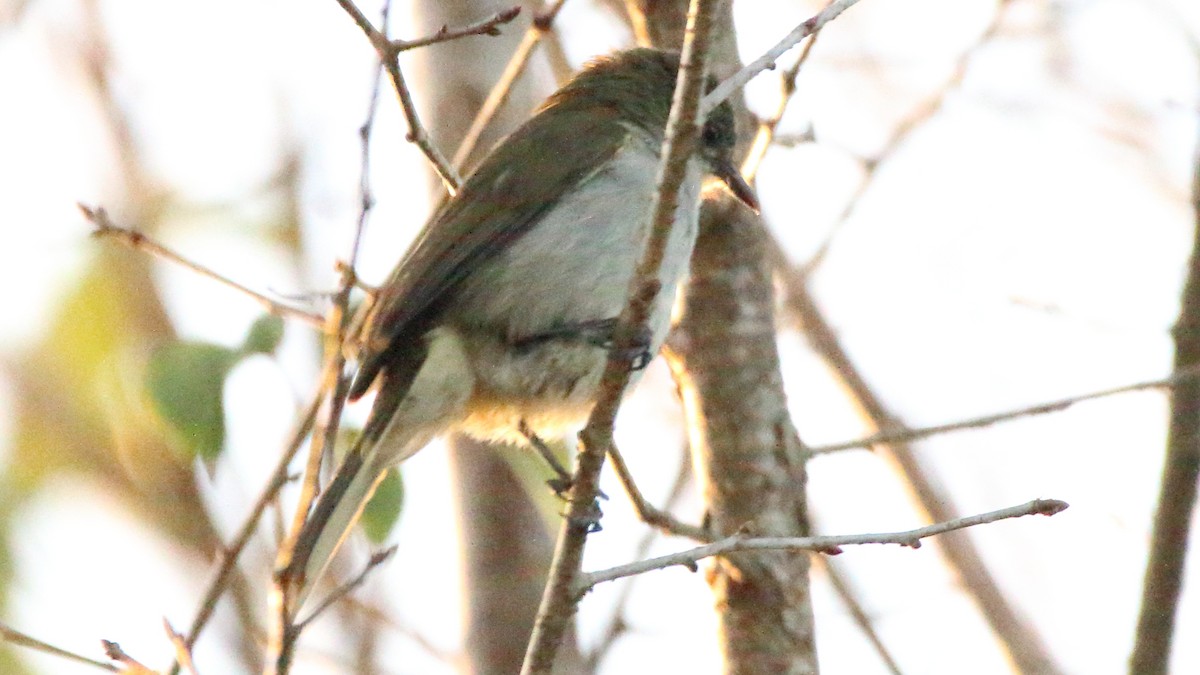 Slender-billed Greenbul - ML617526523