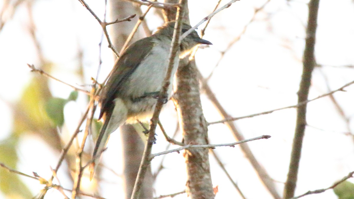 Slender-billed Greenbul - ML617526524