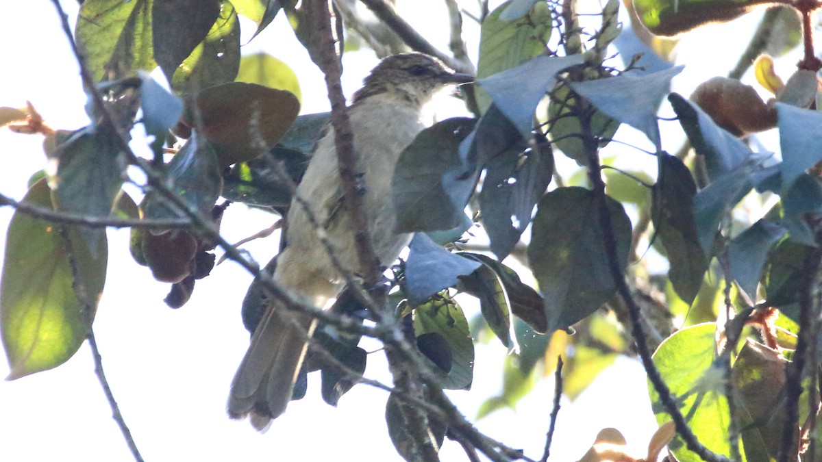 Slender-billed Greenbul - ML617526525