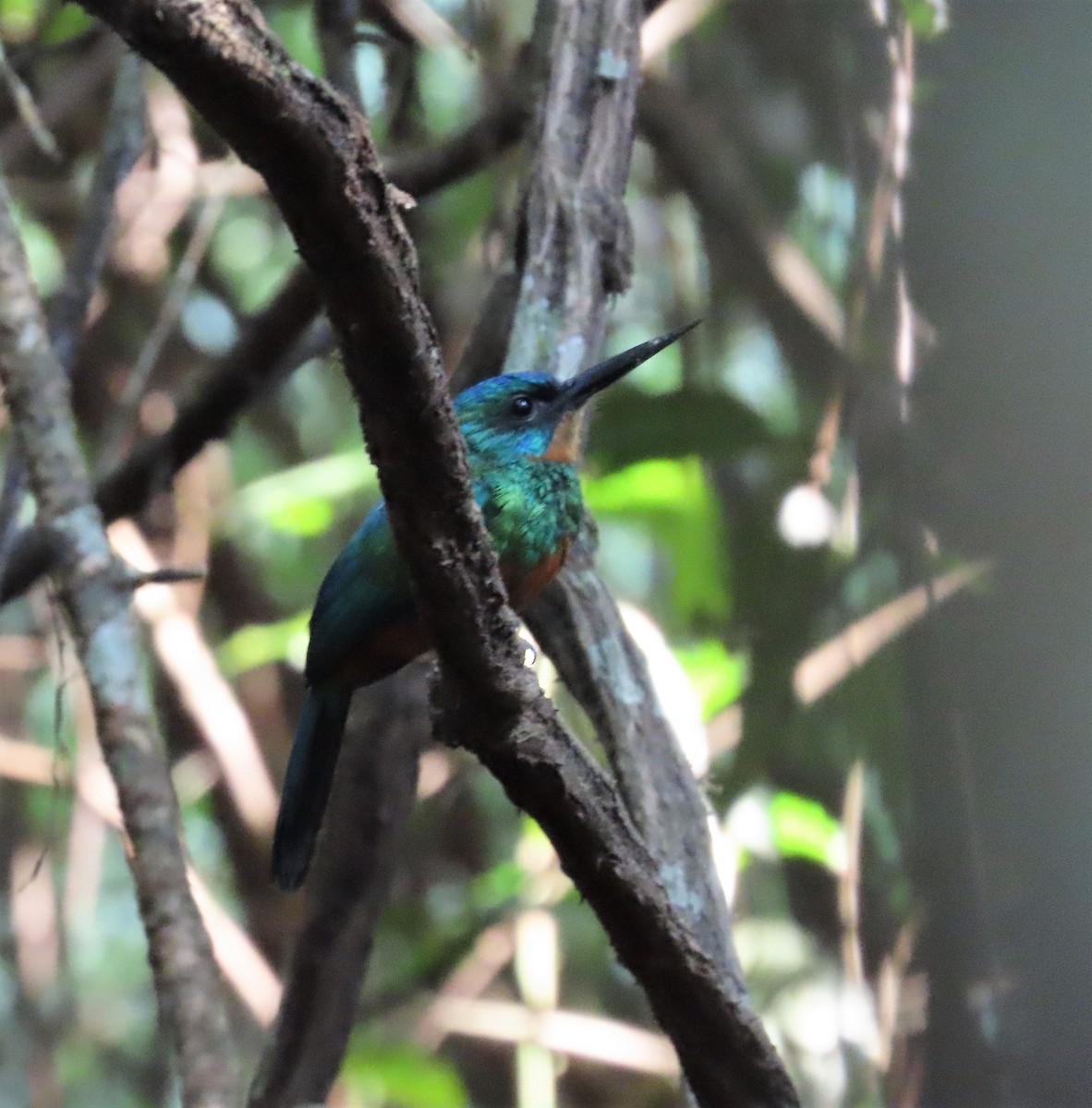 Green-tailed Jacamar - ML617526526