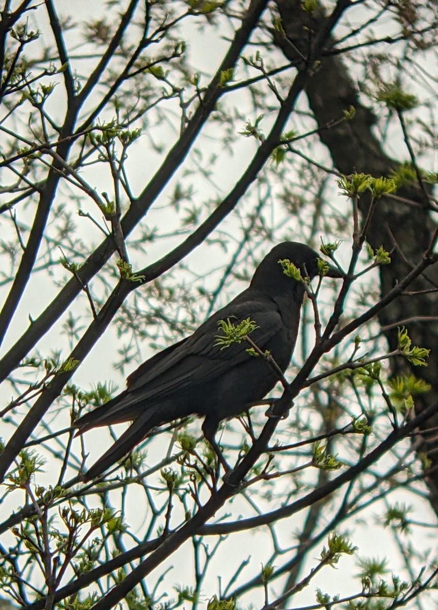 American Crow - ML617526537