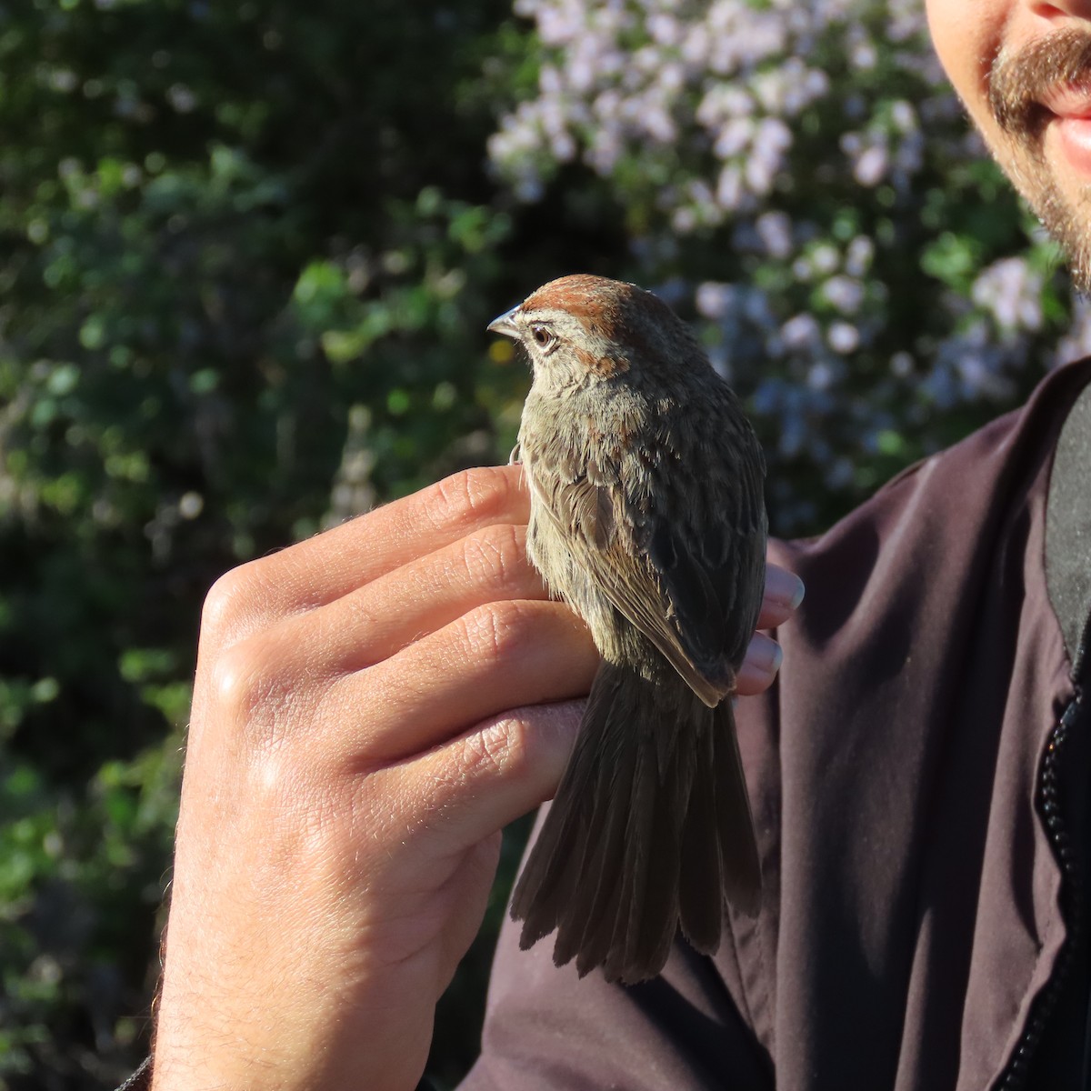 Rufous-crowned Sparrow - ML617526566