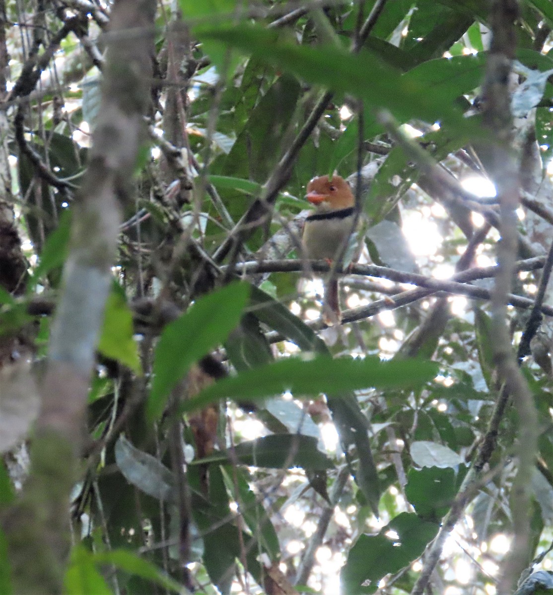 Gilded Barbet - ML617526569