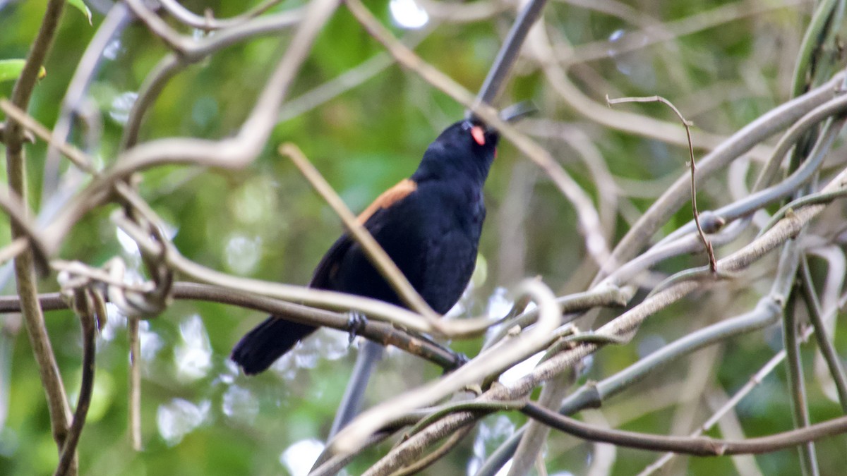 South Island Saddleback - ML617526593