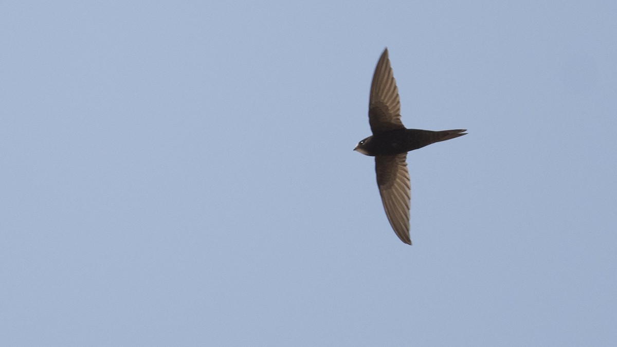 Common Swift - ML617526594