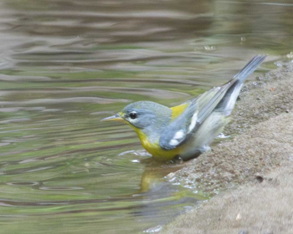 Parula Norteña - ML617526603