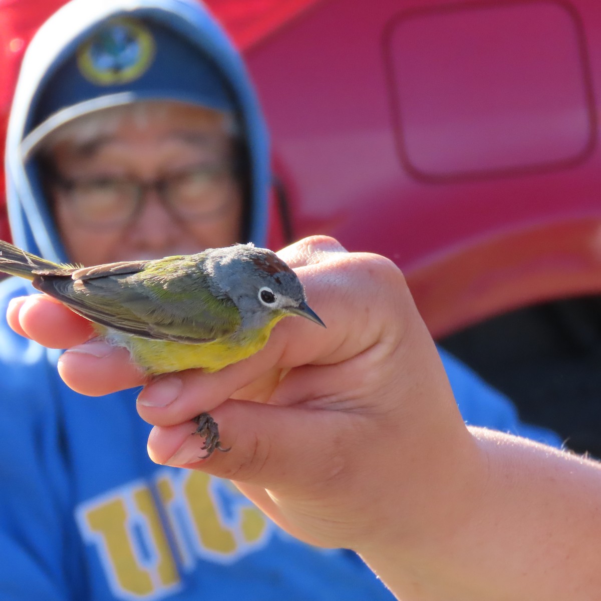 Nashville Warbler - ML617526607