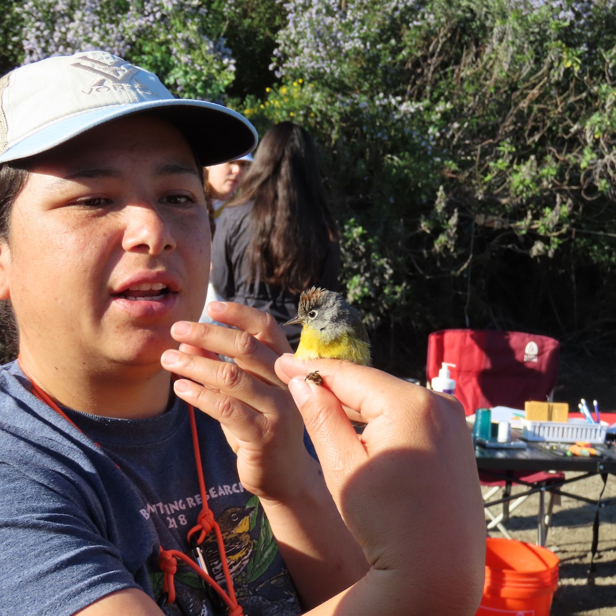 Nashville Warbler - ML617526608