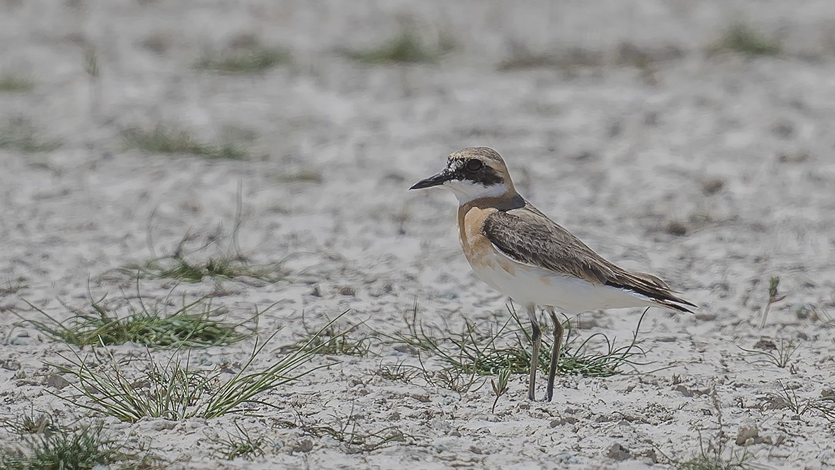 Greater Sand-Plover - ML617526609