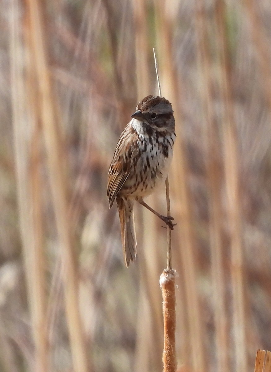 Song Sparrow - Joan Grant