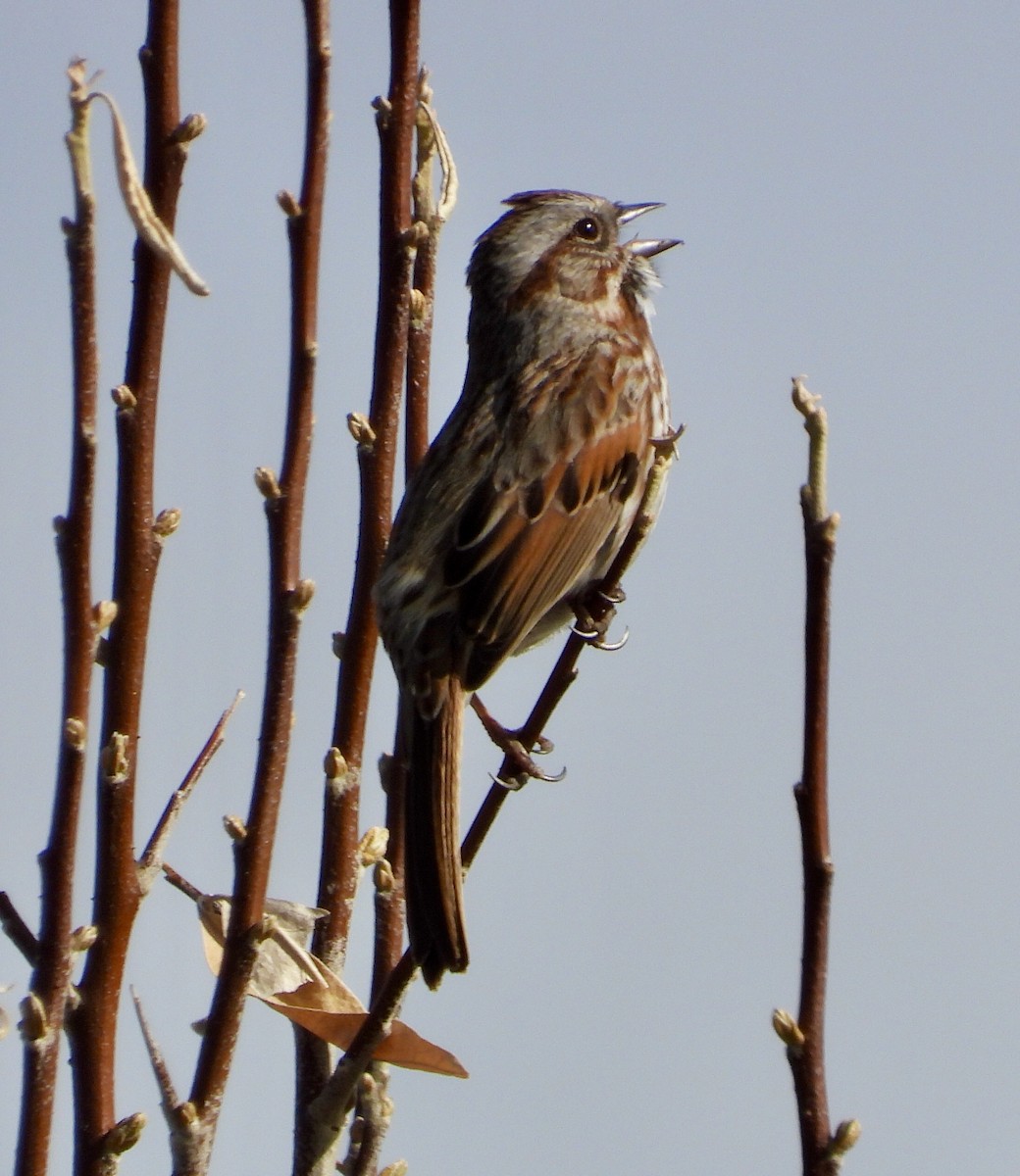 Song Sparrow - ML617526611