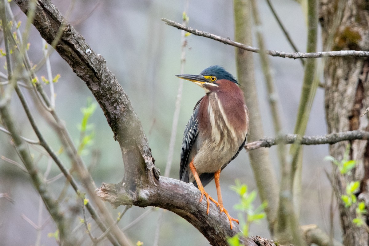 Green Heron - ML617526618