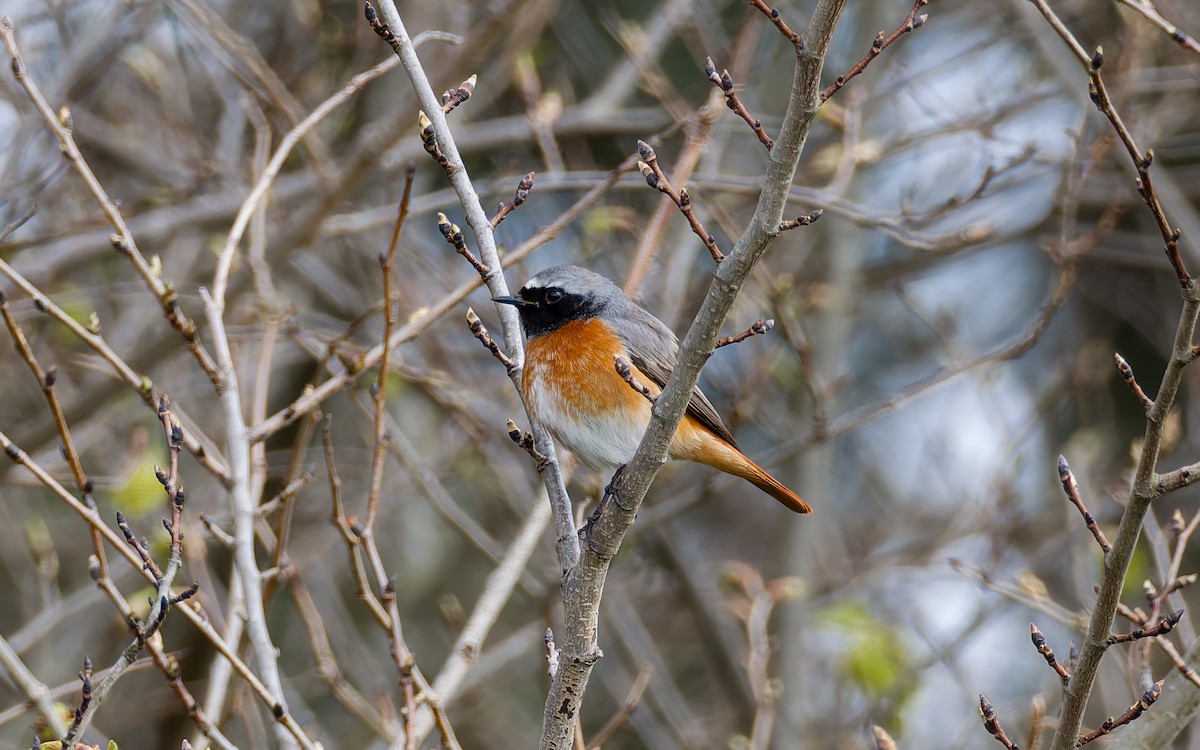 Common Redstart - Peter Kennerley