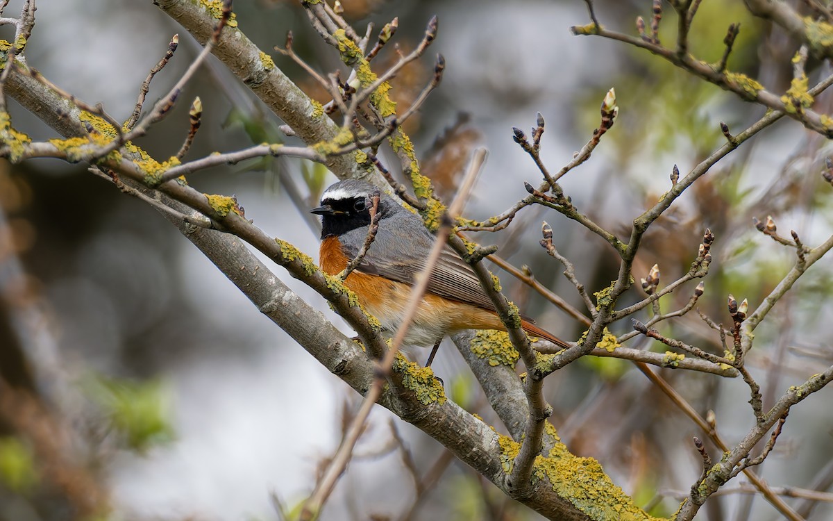 Common Redstart - Peter Kennerley