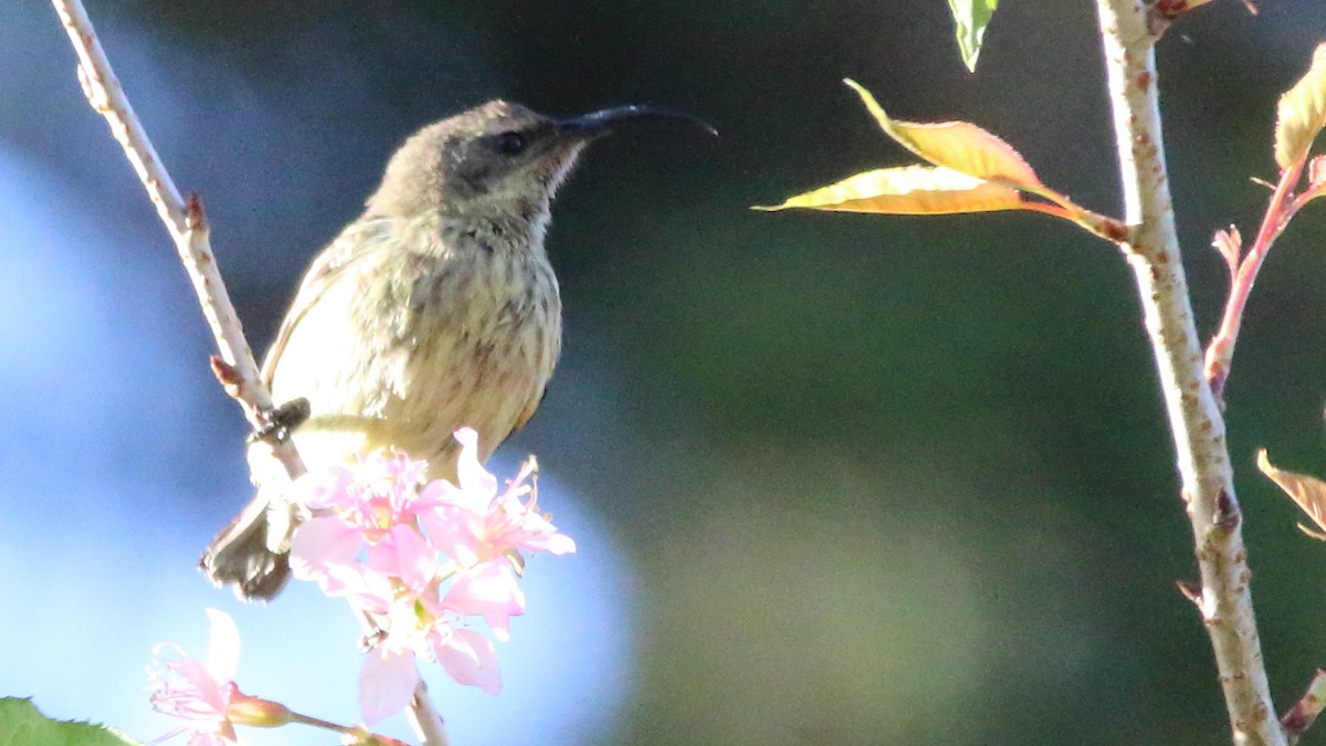 Amethyst Sunbird - ML617526635