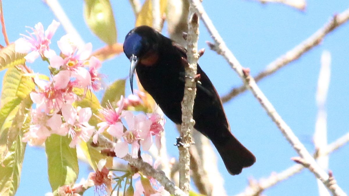 Amethyst Sunbird - Rick Folkening