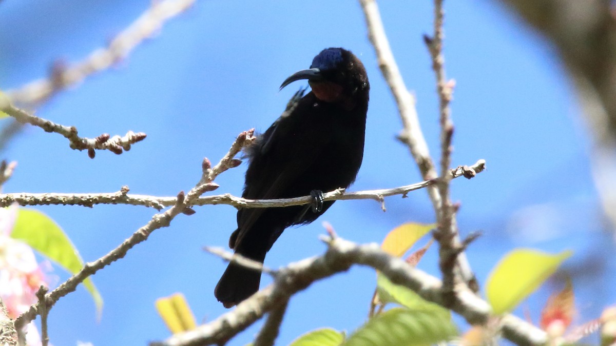 Amethyst Sunbird - Rick Folkening